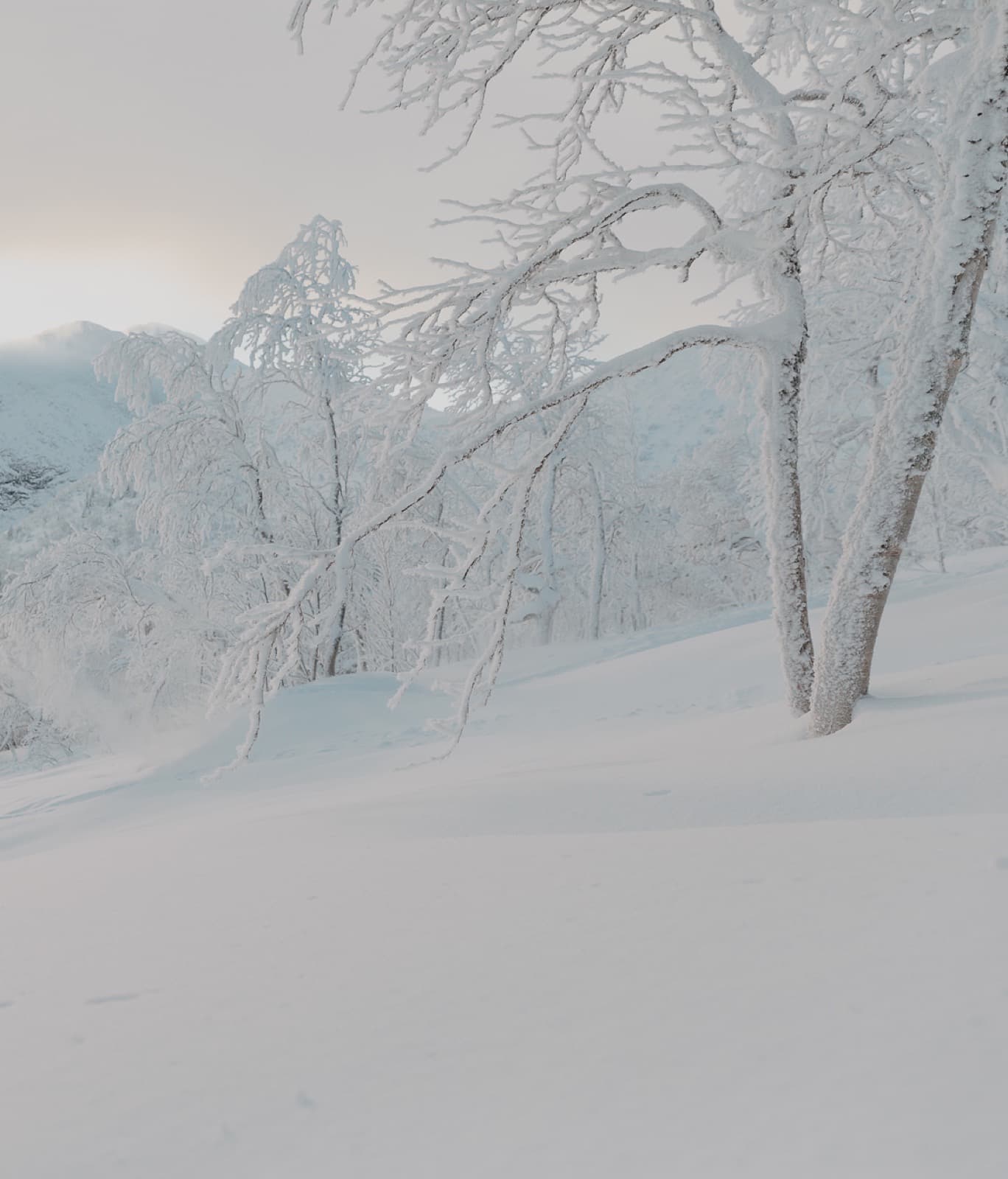 Vinterskog i Norrland, Paradias hemmaplan